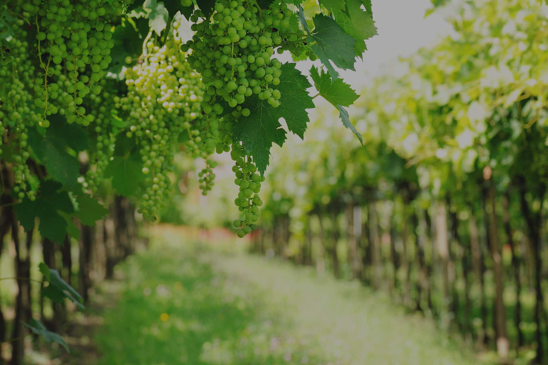 img-home-section-boutique-vignoble
